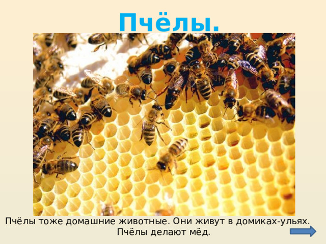 Пчёлы. Пчёлы тоже домашние животные. Они живут в домиках-ульях. Пчёлы делают мёд. 