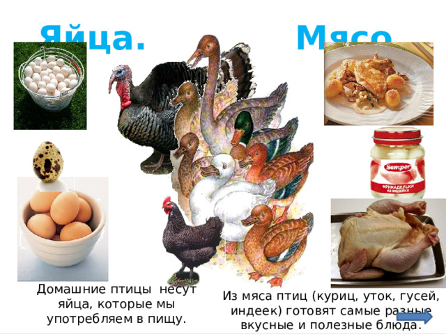 Яйца. Мясо. Из мяса птиц (куриц, уток, гусей, индеек) готовят самые разные вкусные и полезные блюда. Домашние птицы несут яйца, которые мы употребляем в пищу. 