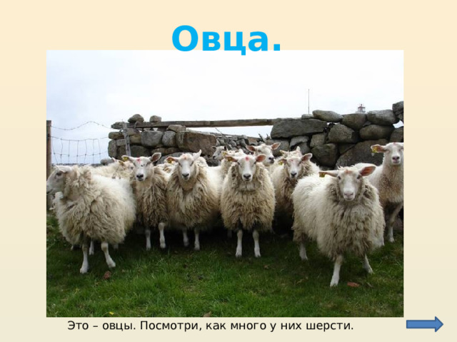 Овца. Это – овцы. Посмотри, как много у них шерсти. 