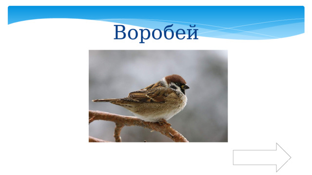 Воробей К вопросам 