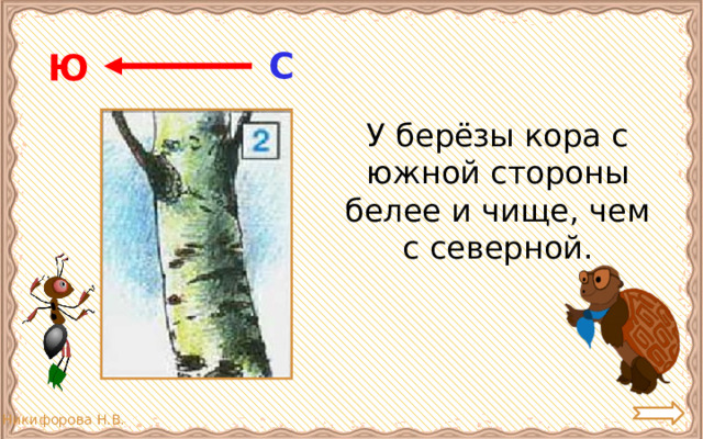 С Ю  У берёзы кора с южной стороны белее и чище, чем с северной. 