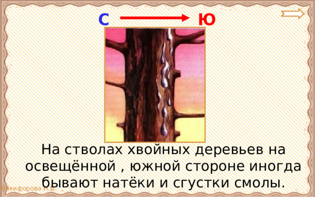 Ю С  На стволах хвойных деревьев на освещённой , южной стороне иногда бывают натёки и сгустки смолы. 