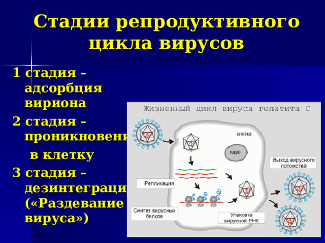 Стадии взаимодействия вируса с клеткой