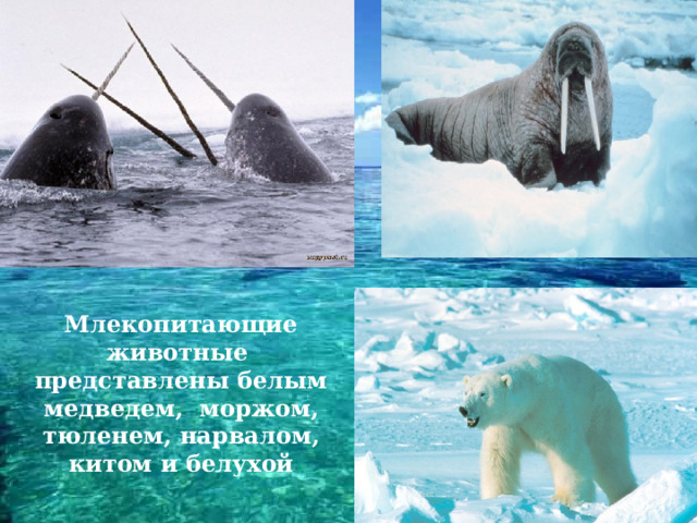 Млекопитающие животные представлены белым медведем, моржом, тюленем, нарвалом, китом и белухой 
