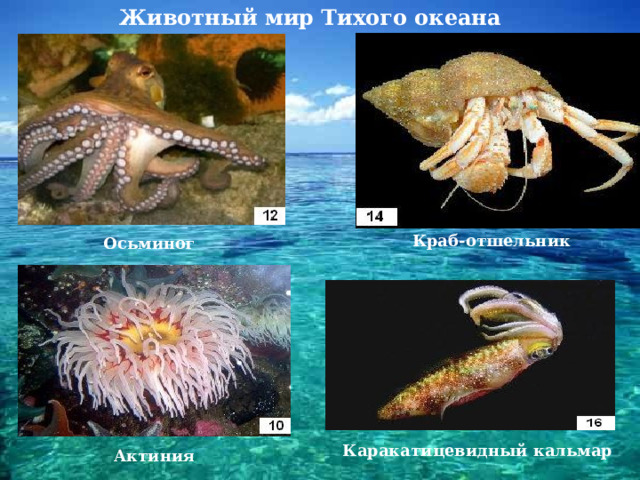 Животный мир Тихого океана Краб-отшельник Осьминог Каракатицевидный кальмар Актиния 