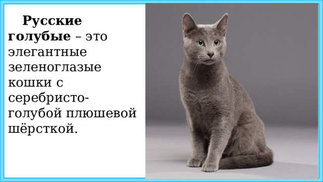 Русские голубые – это элегантные зеленоглазые кошки с серебристо-голубой плюшевой шёрсткой.  