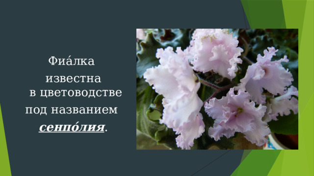 Фиа́лка известна в цветоводстве  под названием сенпо́лия . 