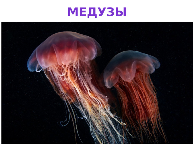 Медузы 