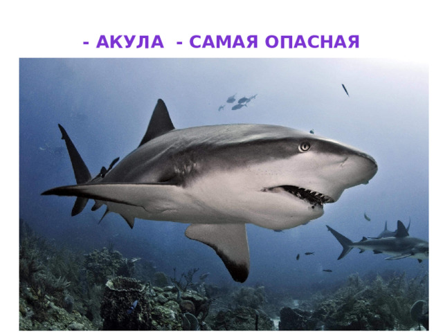 - акула - Самая опасная 