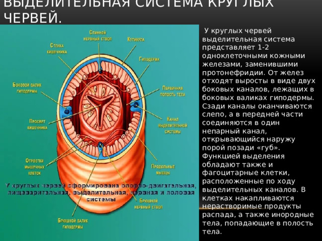 Вторичная полость кольчатых червей