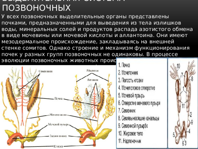 И их органы представляют собой