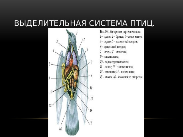 Класс птицы выделительная система. Выделительная система птиц. Строение выделительной системы птиц. Особенности выделительной системы птиц.