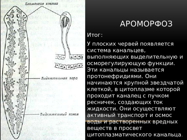 Протонефридии у каких животных