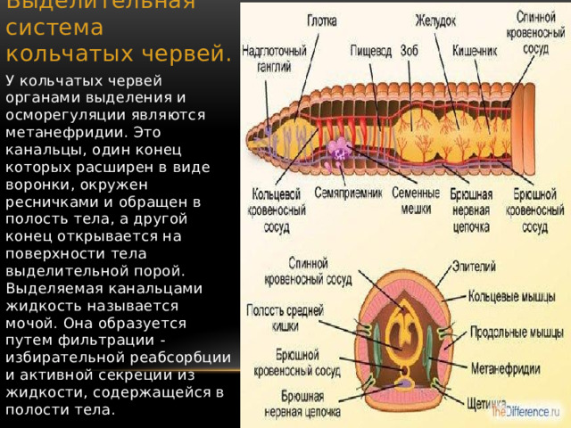 Выделительные органы червей