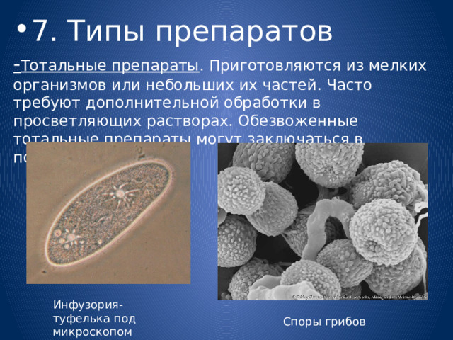 7. Типы препаратов - Тотальные препараты . Приготовляются из мелких организмов или небольших их частей. Часто требуют дополнительной обработки в просветляющих растворах. Обезвоженные тотальные препараты могут заключаться в постоянные среды. Инфузория-туфелька под микроскопом Споры грибов 