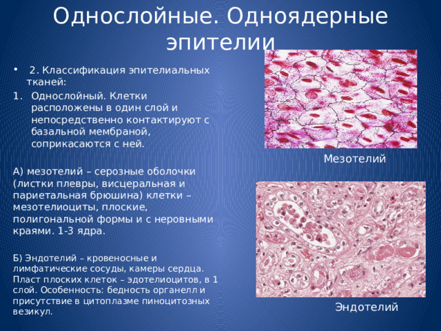 Однослойные. Одноядерные эпителии  2. Классификация эпителиальных тканей: Однослойный. Клетки расположены в один слой и непосредственно контактируют с базальной мембраной, соприкасаются с ней. А) мезотелий – серозные оболочки (листки плевры, висцеральная и париетальная брюшина) клетки – мезотелиоциты, плоские, полигональной формы и с неровными краями. 1-3 ядра. Б) Эндотелий – кровеносные и лимфатические сосуды, камеры сердца. Пласт плоских клеток – эдотелиоцитов, в 1 слой. Особенность: бедность органелл и присутствие в цитоплазме пиноцитозных везикул. Мезотелий Эндотелий 