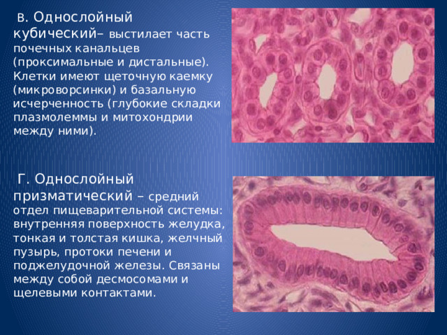  В . Однослойный кубический– выстилает часть почечных канальцев (проксимальные и дистальные). Клетки имеют щеточную каемку (микроворсинки) и базальную исчерченность (глубокие складки плазмолеммы и митохондрии между ними).  Г. Однослойный призматический – средний отдел пищеварительной системы: внутренняя поверхность желудка, тонкая и толстая кишка, желчный пузырь, протоки печени и поджелудочной железы. Связаны между собой десмосомами и щелевыми контактами. 