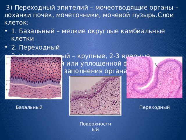 3) Переходный эпителий – мочеотводящие органы – лоханки почек, мочеточники, мочевой пузырь.Слои клеток: 1. Базальный – мелкие округлые камбиальные клетки 2. Переходный 3. Поверхностный – крупные, 2-3 ядерные, куполообразной или уплощенной формы в зависимости от заполнения органа. Базальный Переходный Поверхностный 