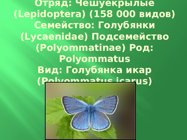 Отряд: Чешуекрылые ( Lepidoptera ) (158 000 видов) Семейство: Голубянки ( Lycaenidae ) Подсемейство ( Polyommatinae ) Род: Polyommatus Вид: Голубянка икар ( Polyommatus icarus ) 