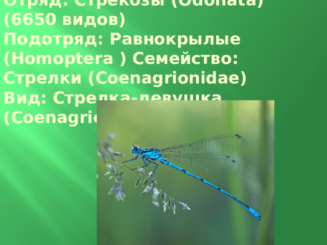 Отряд: Стрекозы ( Odonata ) (6650 видов) Подотряд: Равнокрылые ( Homoptera ) Семейство: Стрелки ( Coenagrionidae ) Вид: Стрелка-девушка ( Coenagrion puella )  