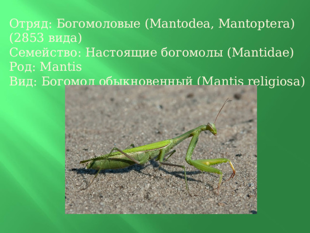 Отряд: Богомоловые (Mantodea, Mantoptera) (2853 вида) Семейство: Настоящие богомолы (Mantidae) Род: Mantis Вид: Богомол обыкновенный (Mantis religiosa) 