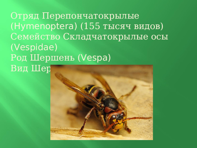 Отряд Перепончатокрылые ( Hymenoptera) (155 тысяч видов) Семейство Складчатокрылые осы ( Vespidae) Род Шершень ( Vespa) Вид Шершень обыкновенный 