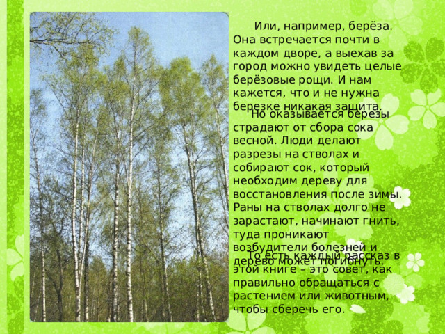  Или, например, берёза. Она встречается почти в каждом дворе, а выехав за город можно увидеть целые берёзовые рощи. И нам кажется, что и не нужна березке никакая защита.  Но оказывается березы страдают от сбора сока весной. Люди делают разрезы на стволах и собирают сок, который необходим дереву для восстановления после зимы. Раны на стволах долго не зарастают, начинают гнить, туда проникают возбудители болезней и дерево может погибнуть.  То есть каждый рассказ в этой книге – это совет, как правильно обращаться с растением или животным, чтобы сберечь его. 