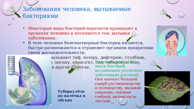 Заболевания человека, вызываемые бактериями Некоторые виды бактерий-паразитов проникают в организм человека и поселяются там, вызывая заболевания . В теле человека болезнетворные бактерии питаются, быстро размножаются и отравляют организм продуктами своей жизнедеятельности.  Бактерии вызывают тиф, холеру, дифтерию, столбняк, туберкулёз, ангину, менингит, сап, сибирскую язву, бруцеллёз и другие болезни. Известно около 300 видов бактерий, вызывающих различные заболевания растений. Они наносят большой ущерб растениеводству и полеводству, вызывая увядание, гниение стеблей, пятнистость листьев Туберкулёзная палочка в лёгких 
