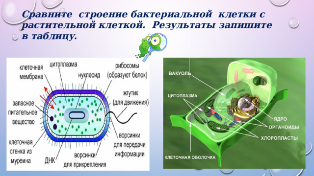 Сравните строение бактериальной клетки с растительной клеткой. Результаты запишите в таблицу. 