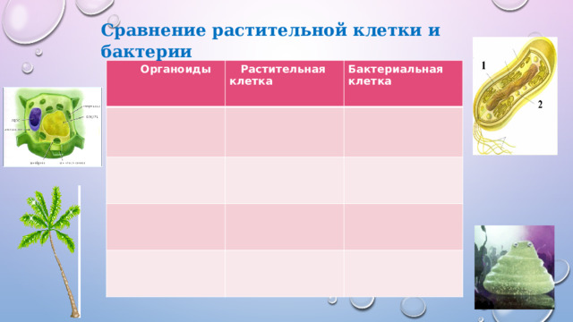 Сравнение растительной клетки и бактерии  Органоиды  Растительная клетка Бактериальная клетка 