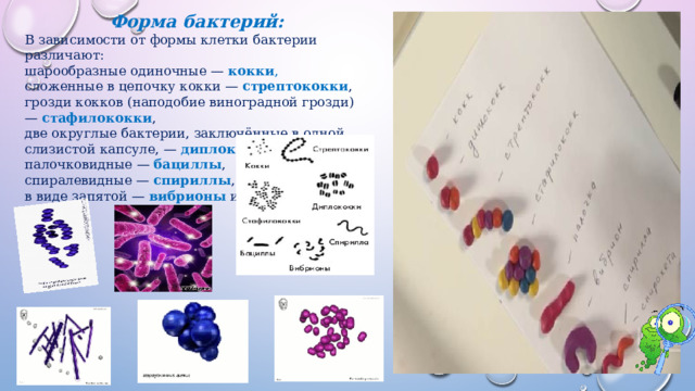 Форма бактерий: В зависимости от формы клетки бактерии различают: шарообразные одиночные —  кокки , сложенные в цепочку кокки —  стрептококки , грозди кокков (наподобие виноградной грозди) —  стафилококки , две округлые бактерии, заключённые в одной слизистой капсуле, —  диплококки , палочковидные —  бациллы , спиралевидные —  спириллы , в виде запятой —  вибрионы  и др. 