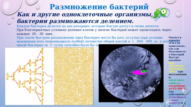 Размножение бактерий Как и другие одноклеточные организмы, бактерии размножаются делением. Каждая бактерия делится на две дочерние, которые быстро растут и снова делятся. При благоприятных условиях деление клеток у многих бактерий может происходить через каждые 20 – 30 мин. При таком быстром размножении одна бактерия могла бы дать за сутки (при условии выживания всех появляющихся особей) потомство общей массой в 1 800 000 кг, а потомство одной бактерии за 5 суток способно было бы заполнить все моря и океаны на Земле! Однако в природе этого не происходит, так как большинство бактерий быстро погибает под действием солнечного света, при высушивании , недостатке пищи, нагревании до 65–100 °С , под действием дезинфицирующих веществ и т. д. 