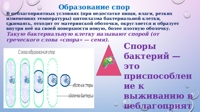Образование спор В неблагоприятных условиях (при недостатке пищи, влаги, резких изменениях температуры) цитоплазма бактериальной клетки, сжимаясь, отходит от материнской оболочки, округляется и образует внутри неё на своей поверхности новую, более плотную оболочку. Такую бактериальную клетку называют спорой (от греческого слова «спора» — семя). Споры бактерий — это приспособление к выживанию в неблагоприятных условиях. 