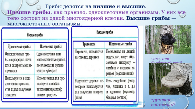 трутовик настоящий Гpибы делятся на  низшие  и  высшие . Низшие гpибы , как правило, одноклеточные opганизмы . У них все тело состоит из одной многоядерной клетки.  Высшие гpибы — многоклеточные opганизмы. чага, или берёзовый гриб                                    Трутовик настоящий 