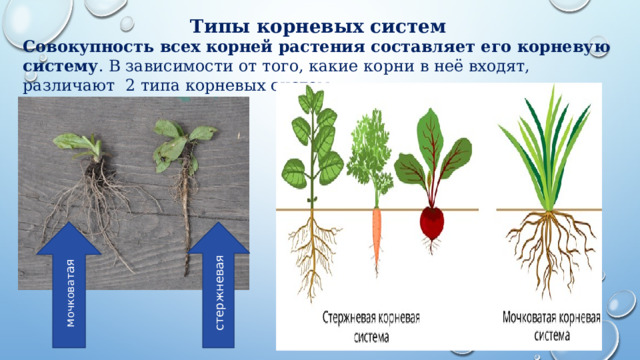 Корневая система разных растений