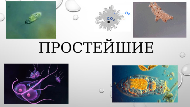 Простейшие 
