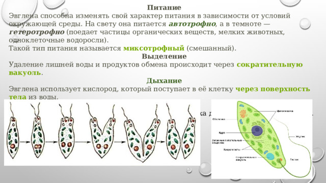 Питание Эвглена способна изменять свой характер питания в зависимости от условий окружающей среды. На свету она питается автотрофно , а в темноте — гетеротрофно (поедает частицы органических веществ, мелких животных, одноклеточные водоросли).  Такой тип питания называется  миксотрофный  (смешанный). Выделение Удаление лишней воды и продуктов обмена происходит через  сократительную вакуоль . Дыхание Эвглена использует кислород, который поступает в её клетку  через поверхность тела  из воды. Размножение Эвглена размножается бесполым способом. Её клетка делится пополам вдоль тела. 