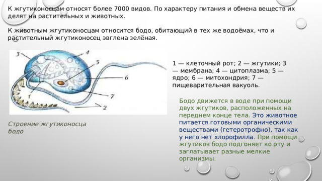 Строение жгутиконосца бодо К жгутиконосцам относят более 7000 видов. По характеру питания и обмена веществ их делят на растительных и животных. К животным жгутиконосцам относится бодо, обитающий в тех же водоёмах, что и растительный жгутиконосец эвглена зелёная. 1 — клеточный рот; 2 — жгутики; 3 — мембрана; 4 — цитоплазма; 5 — ядро; 6 — митохондрия; 7 — пищеварительная вакуоль. Бодо движется в воде при помощи двух жгутиков, расположенных на переднем конце тела. Это животное питается готовыми органическими веществами (гетеротрофно), так как у него нет хлорофилла . При помощи жгутиков бодо подгоняет ко рту и заглатывает разные мелкие организмы. 