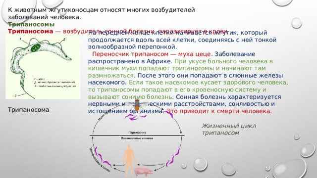 Трипаносома К животным жгутиконосцам относят многих возбудителей заболеваний человека. Трипаносомы Трипаносома — возбудитель сонной болезни, паразитирует в крови человека. На переднем конце клетки начинается жгутик, который продолжается вдоль всей клетки, соединяясь с ней тонкой волнообразной перепонкой.  Переносчик трипаносом — муха цеце . Заболевание распространено в Африке. При укусе больного человека в кишечник мухи попадают трипаносомы и начинают там размножаться . После этого они попадают в слюнные железы насекомого. Если такое насекомое кусает здорового человека, то трипаносомы попадают в его кровеносную систему и вызывают сонную болезнь . Сонная болезнь характеризуется нервными и психическими расстройствами, сонливостью и истощением организма. Это приводит к смерти человека. Жизненный цикл трипаносом 