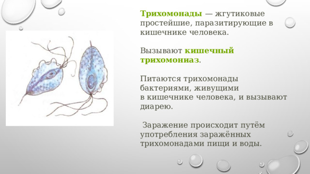 Трихомонады  — жгутиковые простейшие, паразитирующие в кишечнике человека. Вызывают  кишечный трихомониаз . Питаются трихомонады бактериями, живущими в кишечнике человека, и вызывают диарею.  Заражение происходит путём употребления заражённых трихомонадами пищи и воды.     