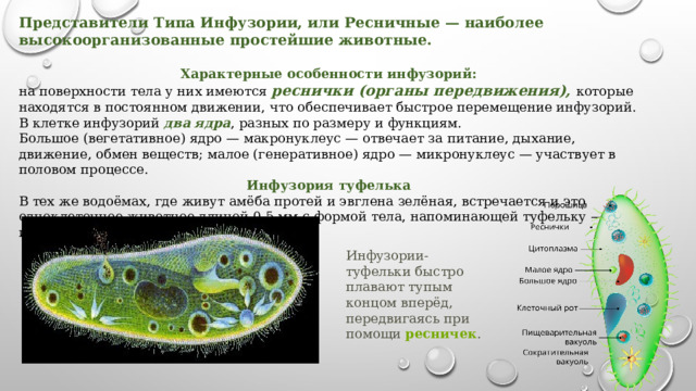 Представители Типа Инфузории, или Ресничные — наиболее высокоорганизованные простейшие животные.  Характерные особенности инфузорий: на поверхности тела у них имеются реснички (органы передвижения), которые находятся в постоянном движении, что обеспечивает быстрое перемещение инфузорий. В клетке инфузорий два ядра , разных по размеру и функциям. Большое (вегетативное) ядро — макронуклеус — отвечает за питание, дыхание, движение, обмен веществ; малое (генеративное) ядро — микронуклеус — участвует в половом процессе. Инфузория туфелька В тех же водоёмах, где живут амёба протей и эвглена зелёная, встречается и это одноклеточное животное длиной 0,5 мм с формой тела, напоминающей туфельку — инфузория туфелька. Инфузории-туфельки быстро плавают тупым концом вперёд, передвигаясь при помощи  ресничек . 