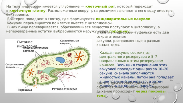 Как и у других свободноживущих одноклеточных животных, у инфузорий дыхание происходит  через покровы тела . На теле инфузории имеется углубление —  клеточный рот , который переходит в  клеточную глотку . Расположенные вокруг рта реснички загоняют в него воду вместе с бактериями.  Бактерии попадают в глотку, где формируются  пищеварительные вакуоли .   Вакуоли перемещаются по клетке вместе с цитоплазмой.  В них пища переваривается, образовавшиеся вещества поступают в цитоплазму, а непереваренные остатки выбрасываются наружу через  порошицу .   В клетке инфузории-туфельки есть две сократительные вакуоли, расположенные в разных концах тела. Питание инфузории Каждая вакуоль состоит из центрального резервуара и 5–7 направленных к этим резервуарам каналов. Весь цикл сокращения этих вакуолей проходит один раз за 10–20 секунд: сначала заполняются жидкостью каналы, потом она попадает в центральный резервуар, а затем жидкость изгоняется наружу. 