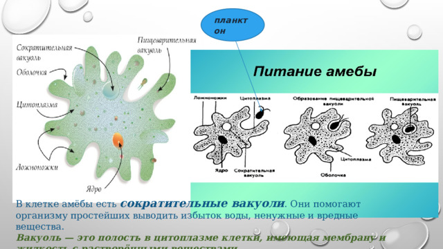 Сократительная вакуоль у амебы. Сократительная вакуоль требуется амебе для.