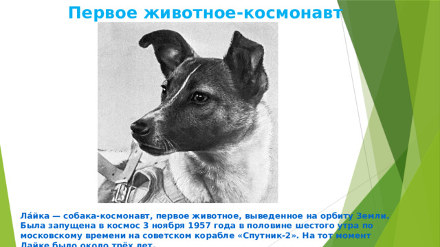 Первое животное-космонавт Ла́йка — собака-космонавт, первое животное, выведенное на орбиту Земли. Была запущена в космос 3 ноября 1957 года в половине шестого утра по московскому времени на советском корабле «Спутник-2». На тот момент Лайке было около трёх лет. 