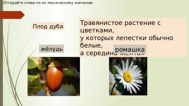 Отгадайте слова по их лексическому значению Травянистое растение с цветками, у которых лепестки обычно белые, а середина жёлтая Плод дуба жёлудь ромашка 