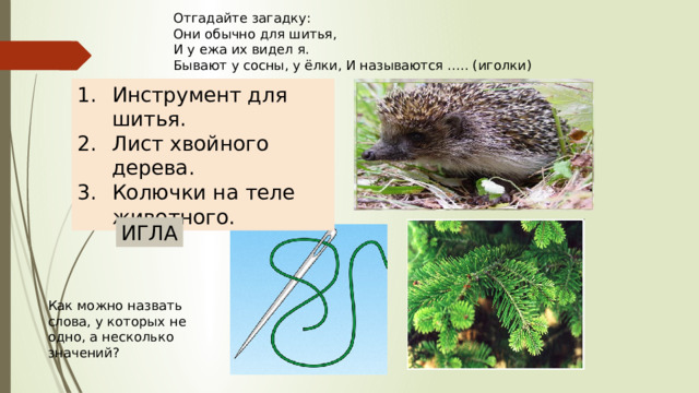 Отгадайте загадку: Они обычно для шитья, И у ежа их видел я. Бывают у сосны, у ёлки, И называются ….. (иголки) Инструмент для шитья. Лист хвойного дерева. Колючки на теле животного. ИГЛА Как можно назвать слова, у которых не одно, а несколько значений? 