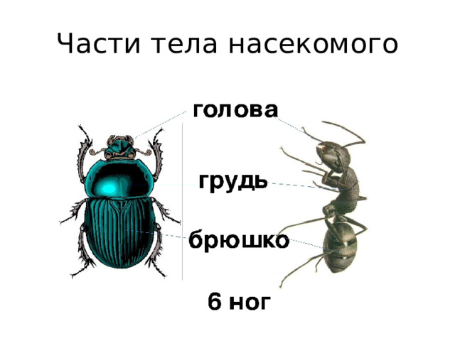Части тела насекомого 