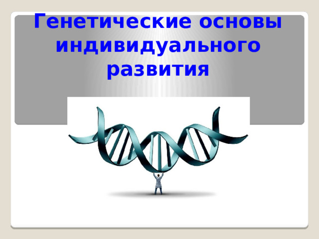 Основные закономерности функционирования генов в ходе индивидуального развития презентация