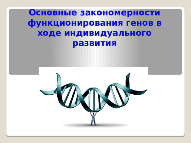 Основные закономерности функционирования генов в ходе индивидуального развития 