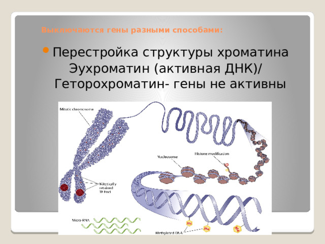 Выключаются гены разными способами:   Перестройка структуры хроматина Эухроматин (активная ДНК)/ Геторохроматин- гены не активны 
